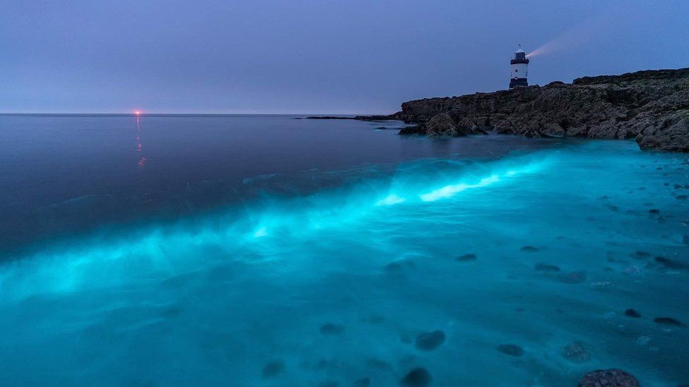 Bioluminescent plankton hunters capture 'magical' glow - BBC News
