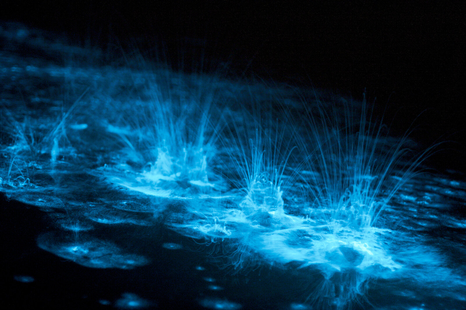 Bioluminescence: The greatest light show of them all | LEDVANCE