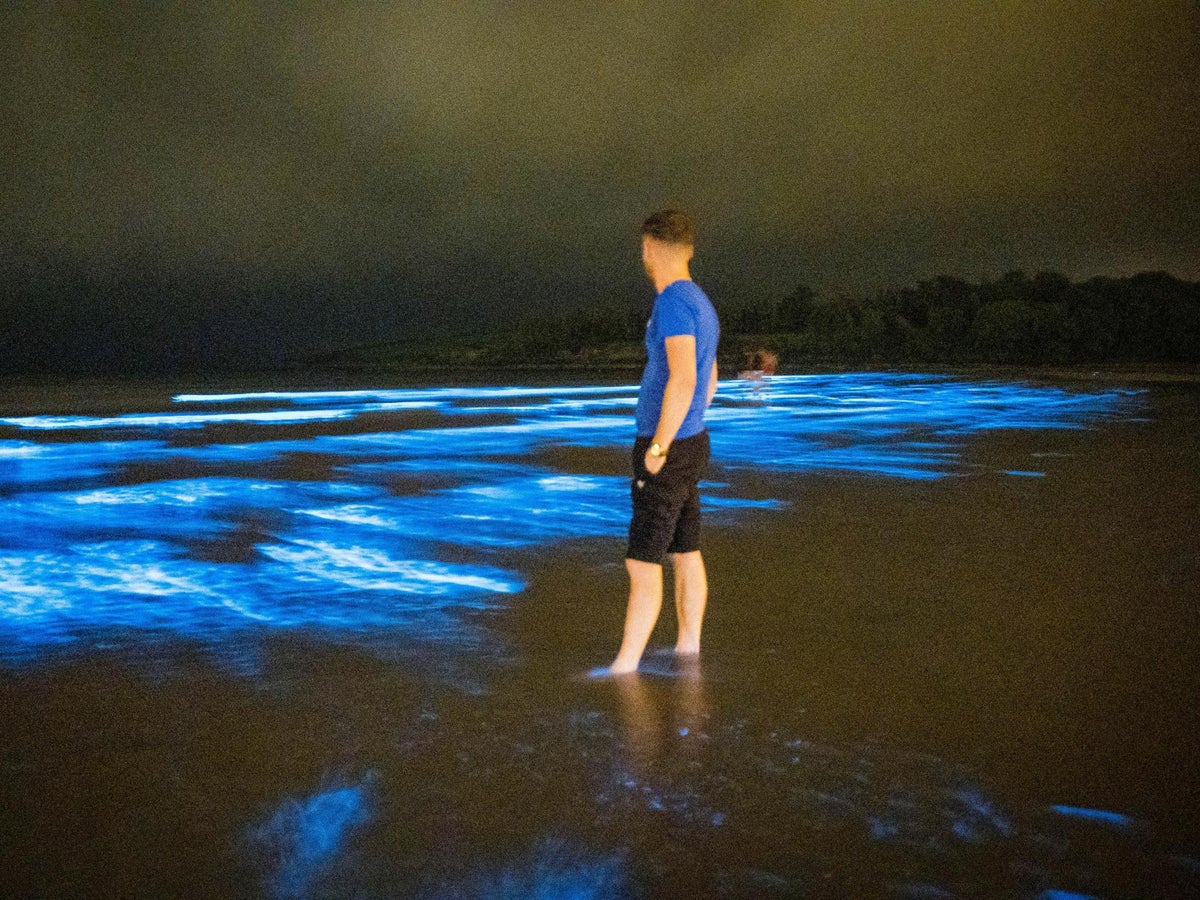 Wow, wow, wow': Stunning bioluminescence lights up Irish beach | The Independent | The Independent