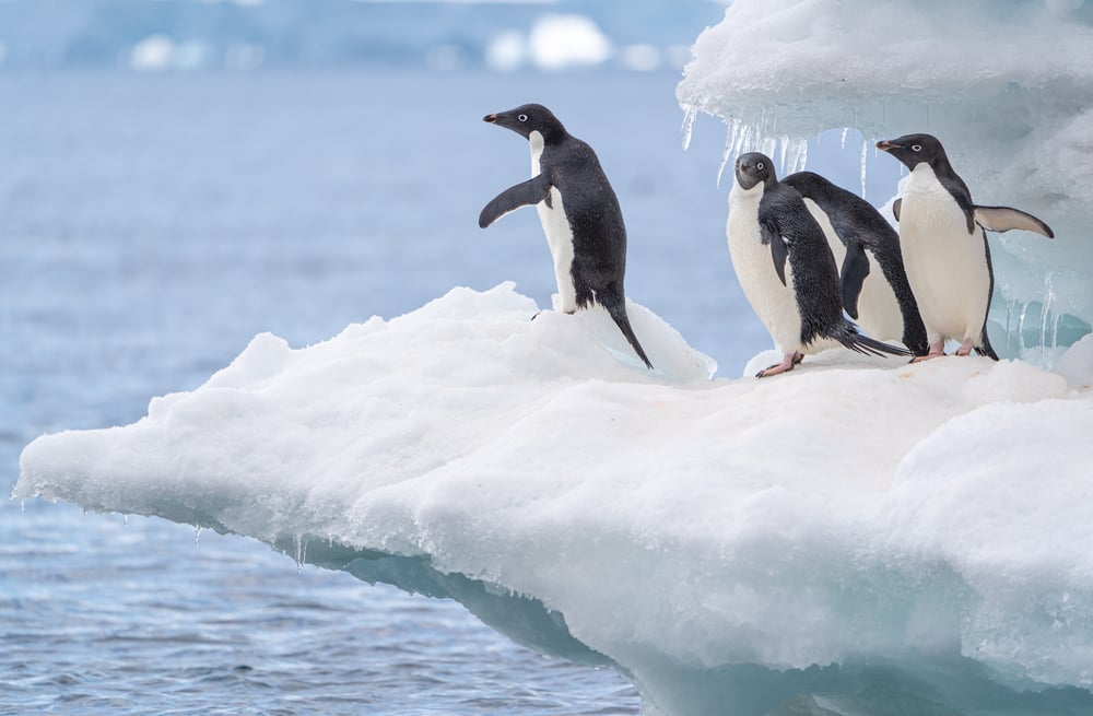 Group of penguins on an iceberg