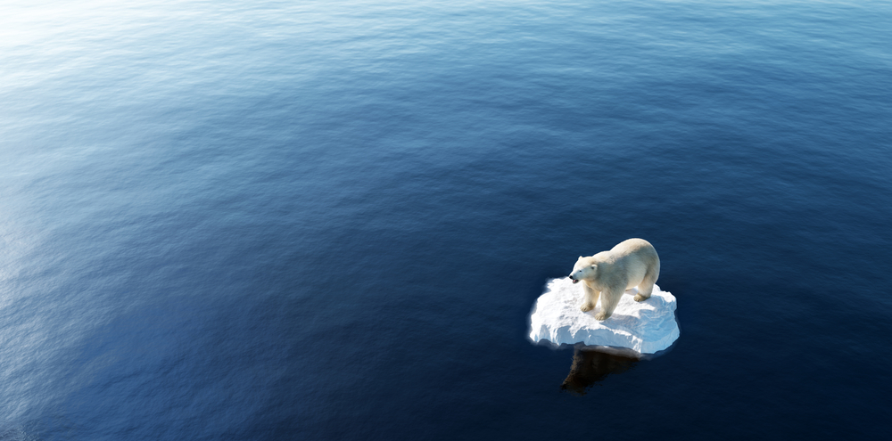 Polar bear floating on small iceberg