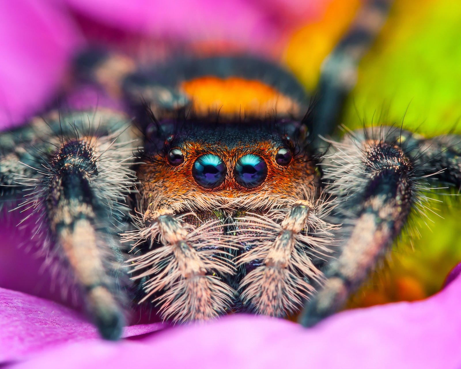 53 Most Colorful Spiders in the World - Color Meanings