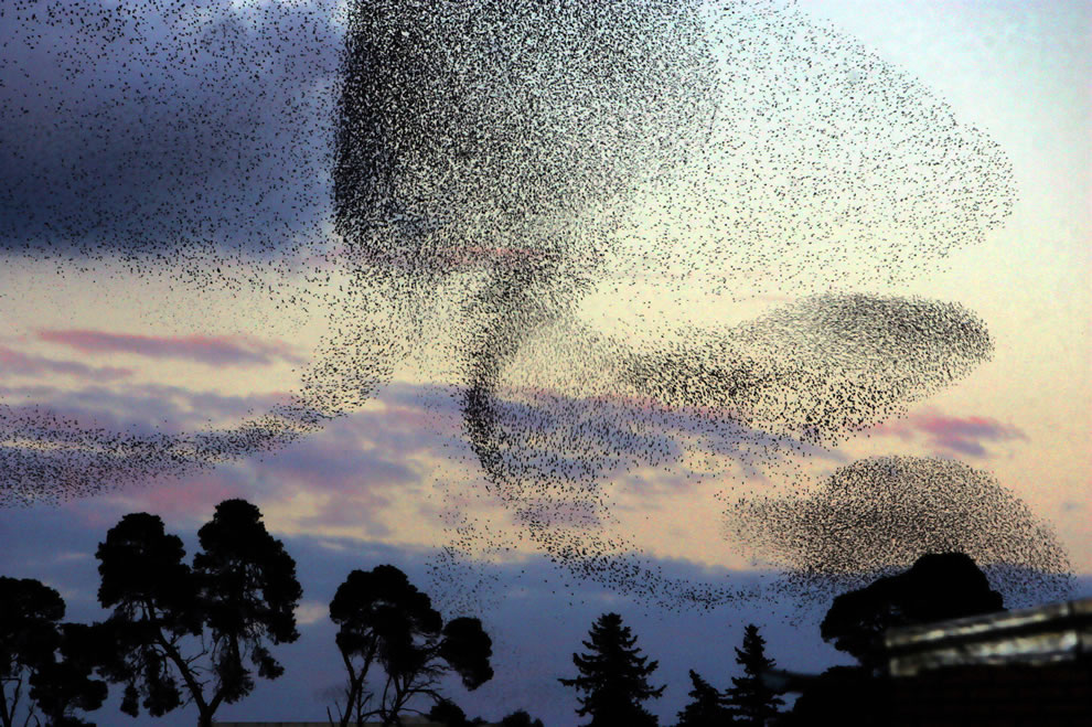 Sensational Starling Murmuration: Far Out Flocking Phenomenon [37 PICS, 13 VIDS]